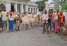 Villagers' unique protest over stray cattle