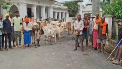 Villagers' unique protest over stray cattle