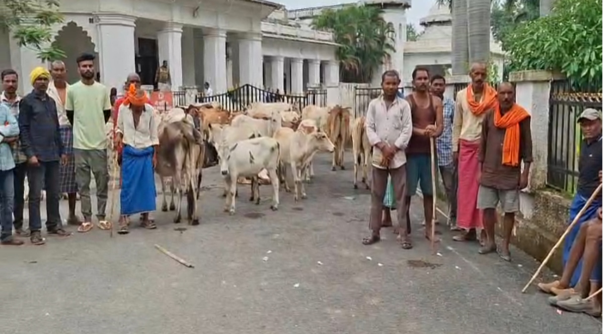 Villagers' unique protest over stray cattle