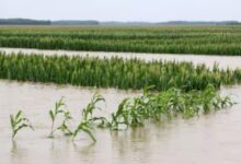 The government will provide compensation if crops are destroyed by floods.