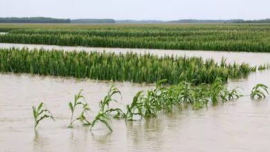 The government will provide compensation if crops are destroyed by floods.