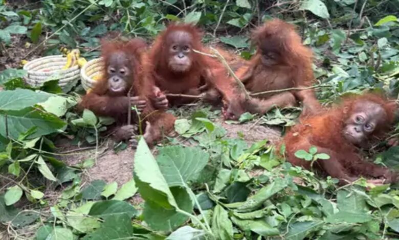 5 orangutan infants found in the forest: Not found in India.