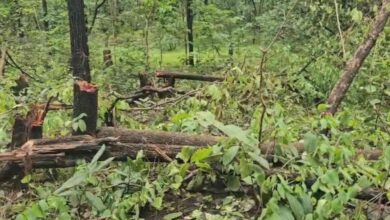 Accusation of clearing forest in hopes of obtaining forest rights leases.