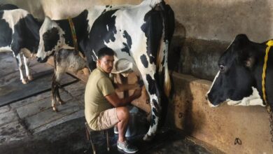 Breed improvement transforms Pardeshi's fortunes; dairy earnings cross ₹10 lakh.