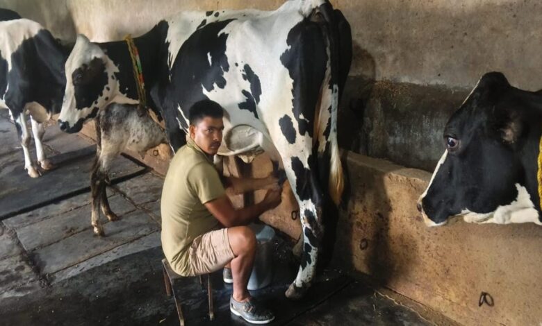 Breed improvement transforms Pardeshi's fortunes; dairy earnings cross ₹10 lakh.