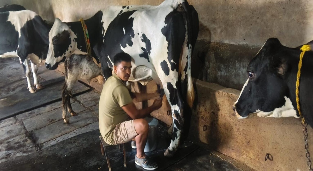 Breed improvement transforms Pardeshi's fortunes; dairy earnings cross ₹10 lakh.
