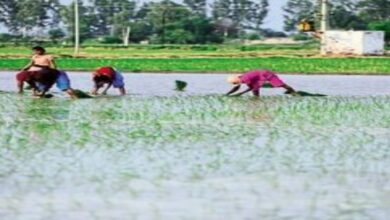 99% of sowing completed in Chhattisgarh; Kharif crops cover 48.44 lakh hectares.