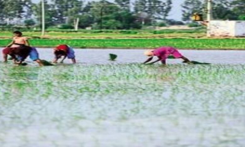 99% of sowing completed in Chhattisgarh; Kharif crops cover 48.44 lakh hectares.