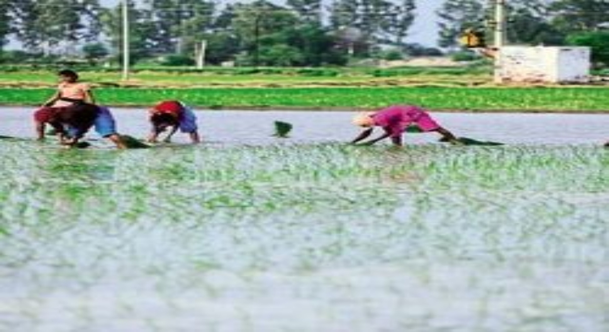 छत्तीसगढ़ में 99% बोनी पूरी, 48.44 लाख हेक्टेयर में खरीफ फसल
