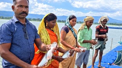 54 cages in Malhaniya Reservoir transform fishermen's lives.