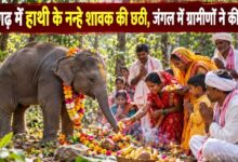 'Chhathi' ceremony for a baby elephant: Villagers performed a puja at the edge of the forest.