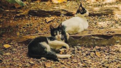 Suspicious deaths of 20 cats in Mumbai