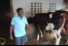 Started animal husbandry with a single cow; now, a herd of 10 animals has transformed life.