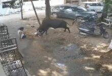 Bull attacks elderly man holding a child; 15 injured; video shows it chasing and ramming him.