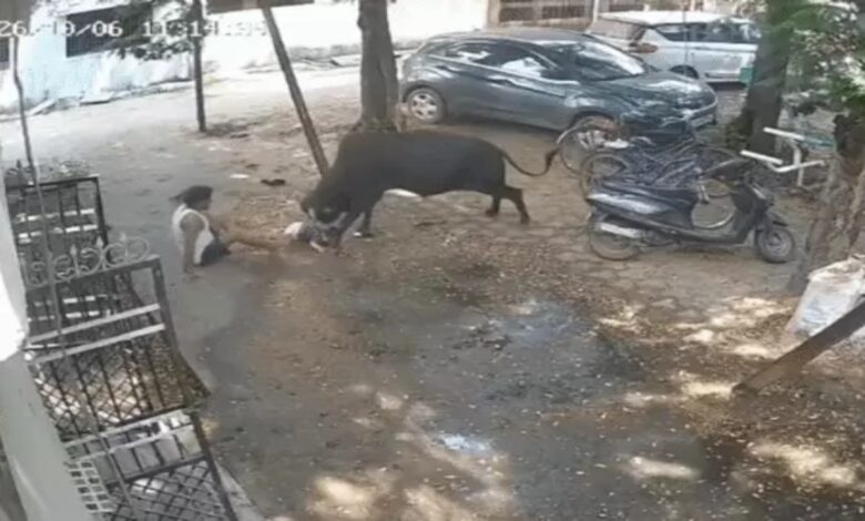 Bull attacks elderly man holding a child; 15 injured; video shows it chasing and ramming him.