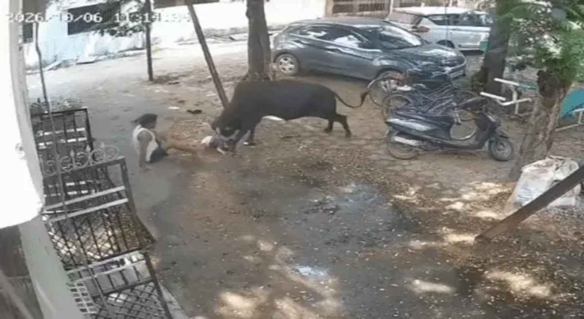 Bull attacks elderly man holding a child; 15 injured; video shows it chasing and ramming him.