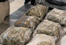 Cannabis worth ₹4.5 crore seized at airport; Indian passenger arriving from Bangkok arrested.