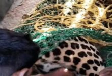 Leopard that attacked 16 people in Chhattisgarh has been caught