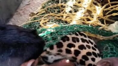 Leopard that attacked 16 people in Chhattisgarh has been caught
