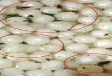 Dead cockroaches and insects in sweets, fungus in sugar syrup; Licenses of 4 shops suspended