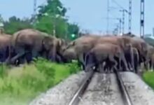 241 elephants camped in Chhattisgarh, damaging paddy crops; monitoring via drones