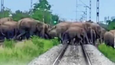 241 elephants camped in Chhattisgarh, damaging paddy crops; monitoring via drones