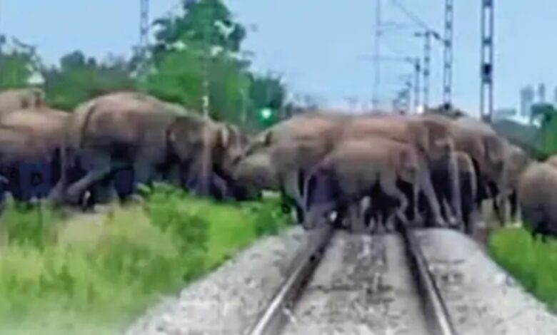 241 elephants camped in Chhattisgarh, damaging paddy crops; monitoring via drones
