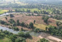 In Marwahi, 3,000 contour trenches will be used to conserve rainwater, providing relief to 250 families.